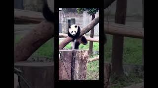 Panda is tired after a day at work