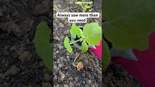  Always sow more than you need #garden #kitchengarden #growveg #growyourownfood