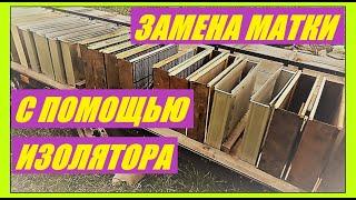 Ежегодная смена матки с помощью изолятора.