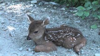 Baby Deer calls Logger "Mom".