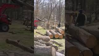 Family, and Friends, Firewood Frenzy
