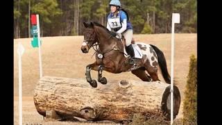 Ride a Sportaloosa from Rugby Creek Sport Horses