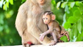 Adorable..! Mom Moka Caring - hugging little Baby Monkey Moken so Beautiful.