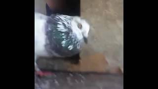 Kalapati Ni eathan JL arlo