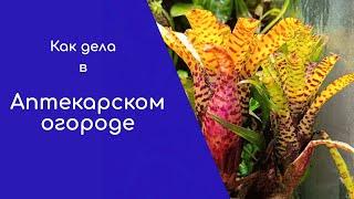 Как дела в Аптекарском огороде?