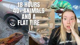 Driving 18 Hours With 40+ Animals! + We Got A Flat Tire | Moving Vlog #2