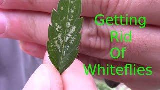 Cannabis pest control (Neem oil Whitefly)