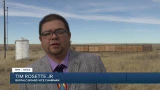 Bison return to Rocky Boy's Reservation