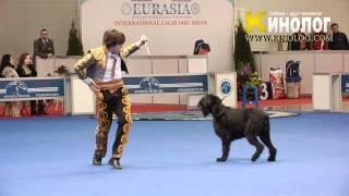 Dog dancing show "Eurasia  2012 / Russia / Moscow". Freestyle.