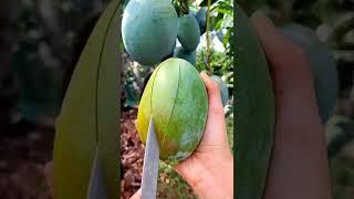 Yammi Mango #UP Mango Garden #yami #fruits #shorts