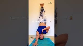 Headstand split #yogaurmi #yogaexercises #shortvideo #shorts #shortsvideo #yogapose #yoga