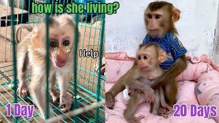 Touching story ! Full 20 days of adopting and caring for poor abandoned baby monkeys