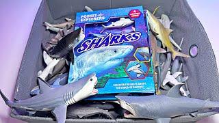 Shark Toys & Facts - Great White Shark, Hammerhead, Sawfish, Tiger Shark, Bamboo Shark, Nurse Shark