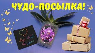 Посылка с орхидейными чудесами! (Орхидеи от MIKI ORCHIDS)