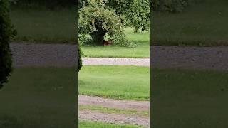 Mornings with Mom #michigan #outdoors #nature #morning #mom #family #deer #doe #bambi #fypage