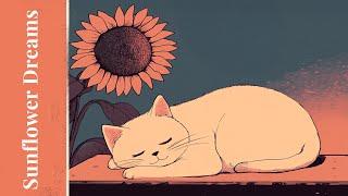 Sunflower Dreams  Lofi cat mix [Lo-fi Rain beats to relax / study to]