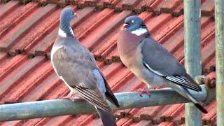 Wood Pigeons, Territorial Threat Display With Mad Eyes and Fight, Chase