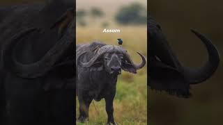 #assam kaziranga animals cinematic video full hd #