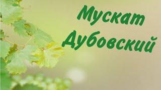 Мускат Дубовский