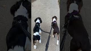 4 Dog Must-Haves For Traveling (Amazon Must-Have For Dog Parents)