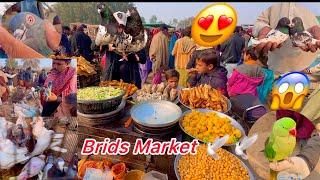 Brids Market Bhoot Sare kabootar Teddy pati wale pigeon lal aankhon ke kabootar