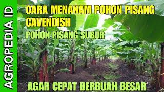 CARA MENANAM POHON PISANG CAVENDISH AGAR CEPAT BERBUAH || SUBUR DAN BERBUAH BESAR