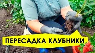 Пересадка клубники на новое место! Подготовка почвы