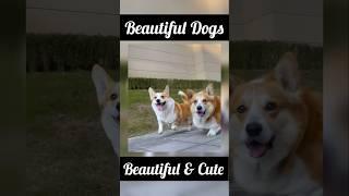 Beautiful Dog #beautiful #dog #animal #blogr #viralshorts #videoshort