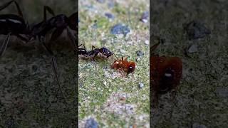 Red ant  vs  Black ant