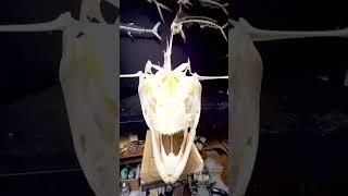 Bringing dead fish back to life.  Yellowfin tuna. #yellowfintuna #offshore #fishmount #skeleton