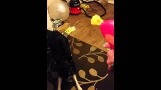 Crazy Border Collie goes mad for bubbles