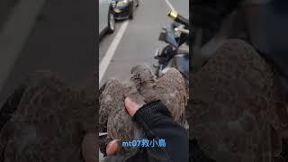 MT07搶救路邊野鳥