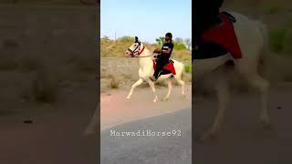 Horse stand and Rewal chal training (Rider Rafik) #shortvideo #viral #reels #horse #horseriding