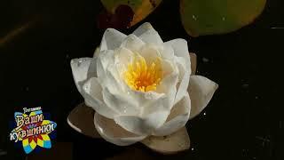 Нимфея  Siam Jasmine (Сиам Жасмин) кувшинка, waterlily, водные растения, пруд