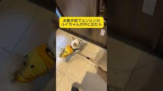 お散歩前でルンルンのルイちゃんに起きた悲劇⁉︎ #チワワ