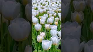 Beautiful tulip flower garden tour #flowers