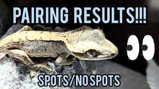 Pairing Results....Crested Gecko With/Spots to NO/Spots!!!