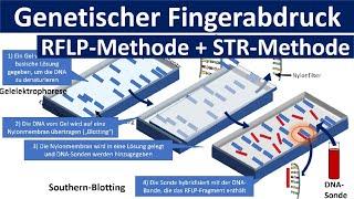 Genetischer Fingerabdruck [RFLP Methode, STR Methode, Gelelektrophorese] - [Gentechnik, Oberstufe]