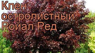 Клен остролистный Ройал Ред (royal red)  обзор: как сажать, крупномеры, саженцы клена Ройал Ред