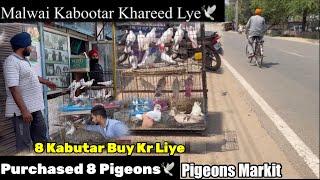 ਨਵੇਂ ਕਬੂਤਰ ਲਿਆਂਦੇ ਮਿੱਤਰੋ️|| New pigeons On Our Setup️|| #pigeon #kabootar