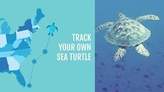 Wildlife Collections - Track a Sea Turtle