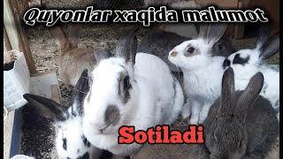 QUYON BOQISH SIRLARI QUYONLAR BOLALAGAN JOYIDAN UDAR VIDEO 03.012022