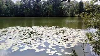 озеро Егоркина яма, село Макашевка .Воронежская обл. июль 2019 год