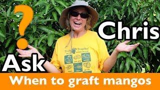 ASK CHRIS- When is the best time to graft mango trees?