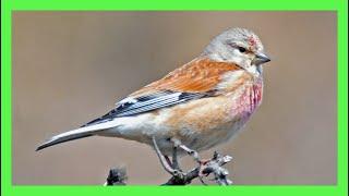 Eurasian Linnet Song! Sound! Call! Chirp! Melody! - Pardillo Común Canto - Linaria Cannabina