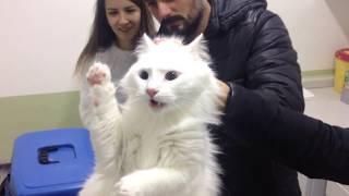 Angry Turkish Van Cat deactivated by vet