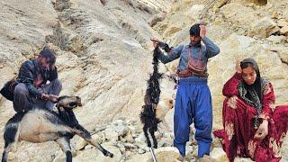  Nomadic goat hunting by wolves in the mountains 