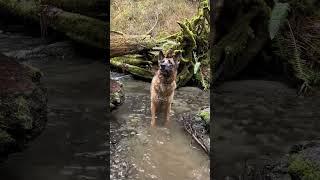 Remy loves the water! #cutedog #adventure #dog #fun #funnyvideo #gsd