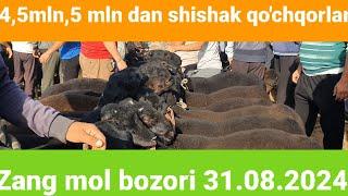 Surxondaryo Viloyati Muzrabot Tumani Zang Mol bozori qo'y va qo'chqor narxlari 31.08.2024