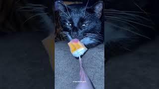 Brainrot Cat